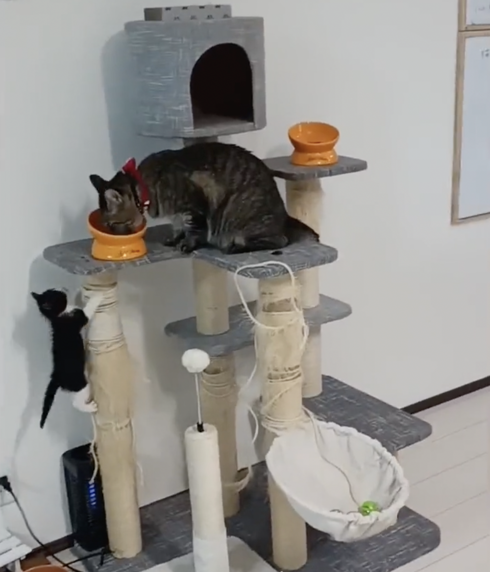 奴才:你很瞭解牠欸