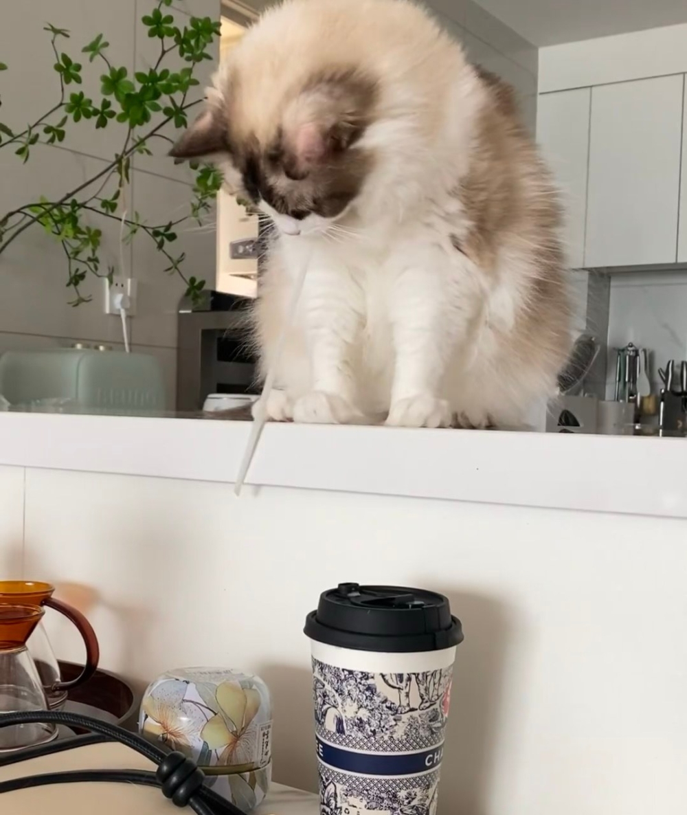 奴才：那你也別拿走我的吸管啊