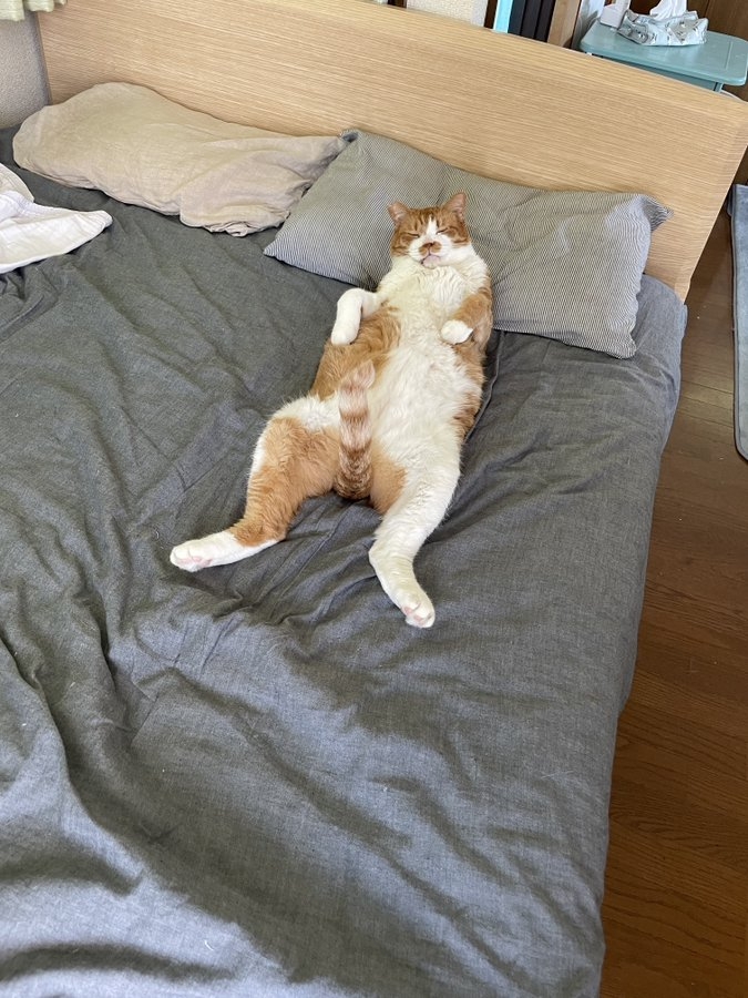 奴才：你的貓窩是有多不好睡啊