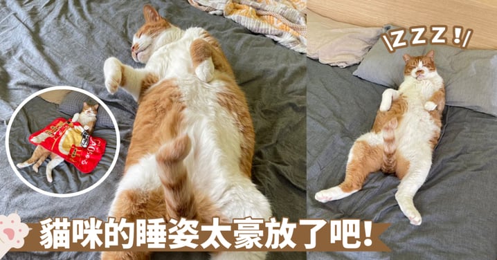 疲憊交織，倒頭沉睡～這獨特的大字躺姿，似乎成為了貓咪深度放鬆的標誌欸！