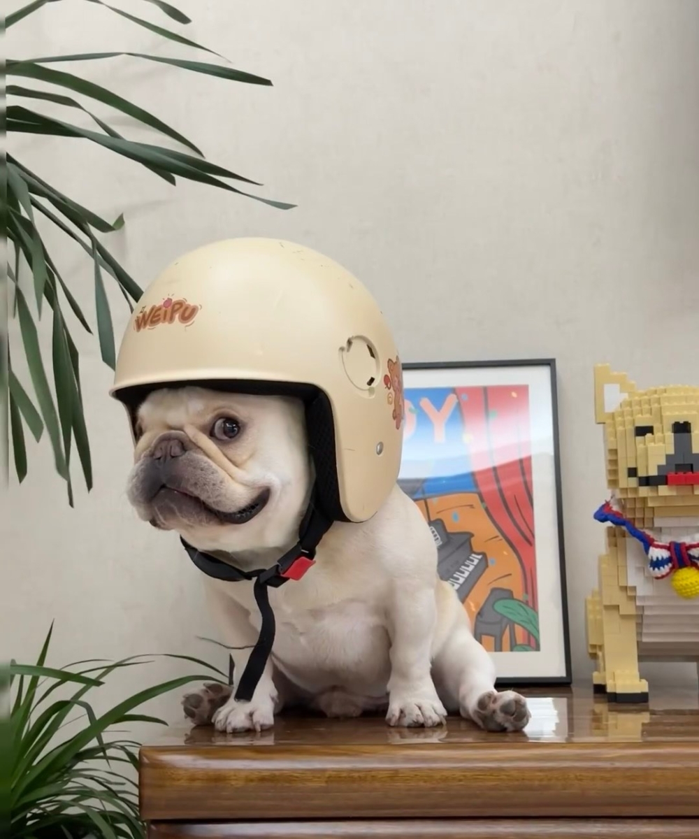 奴才：當然啊！這樣你就可以戴我的帽子做造型了