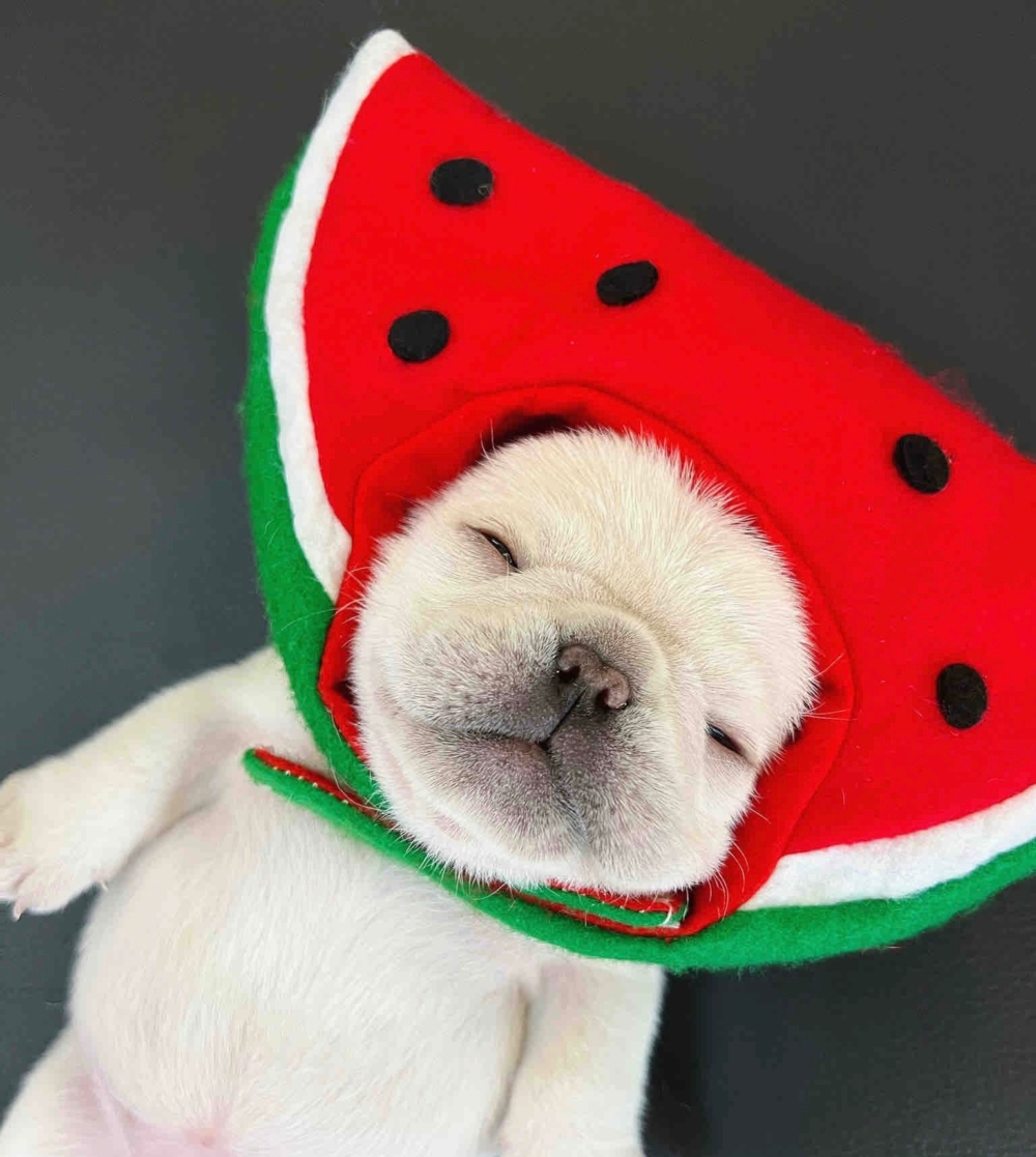 奴才：你還不知道自己很可愛嗎？