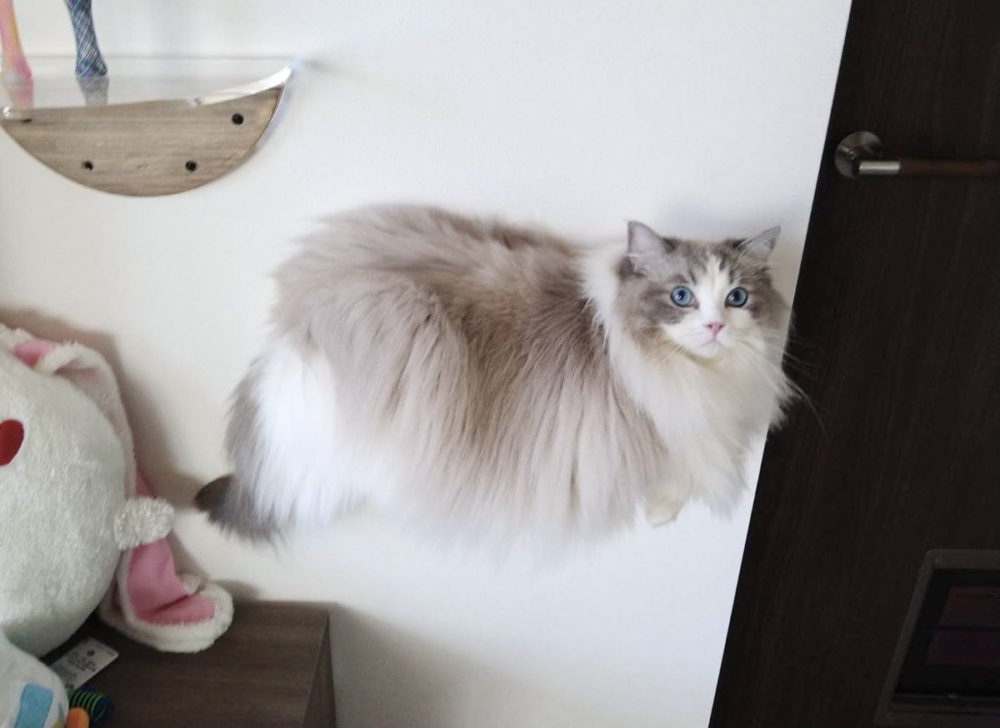 奴才：我的心臟受不了啦