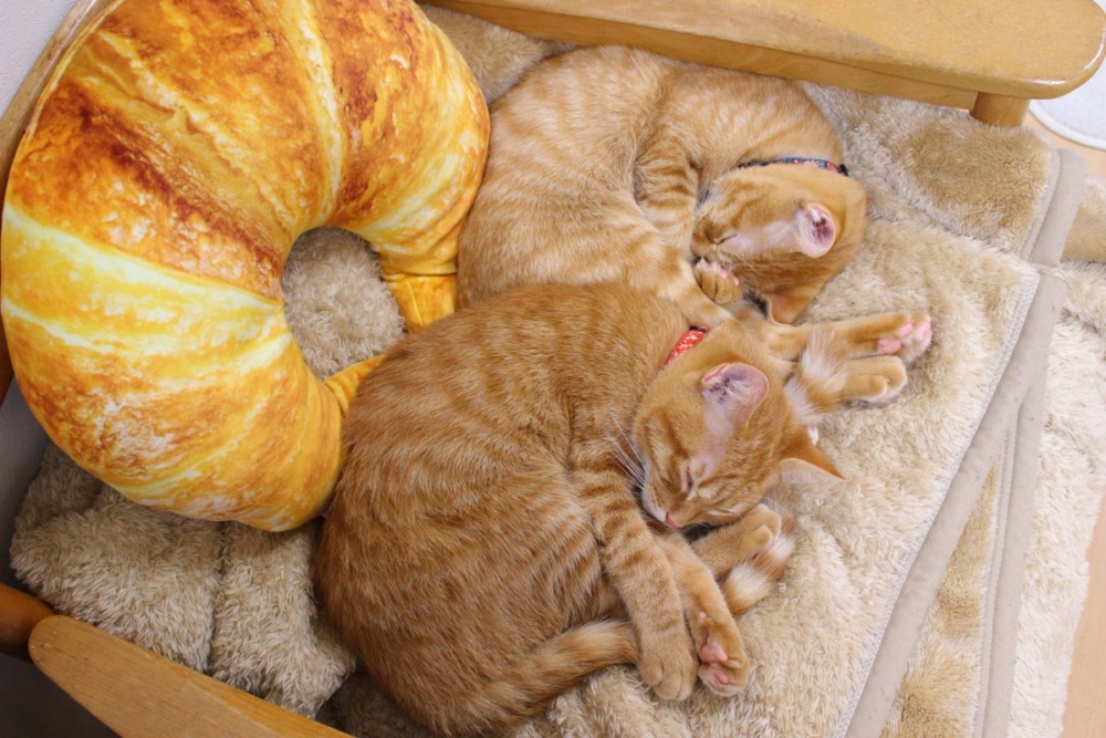 奴才：還別說，真的很像樣喔