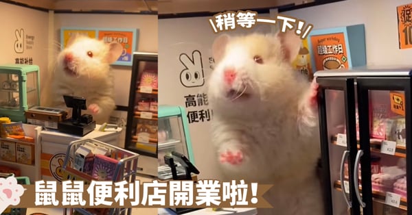 新店開業，業務還不熟練啦！鼠老闆似乎有點慌張啊～網：老闆別自己偷吃喔