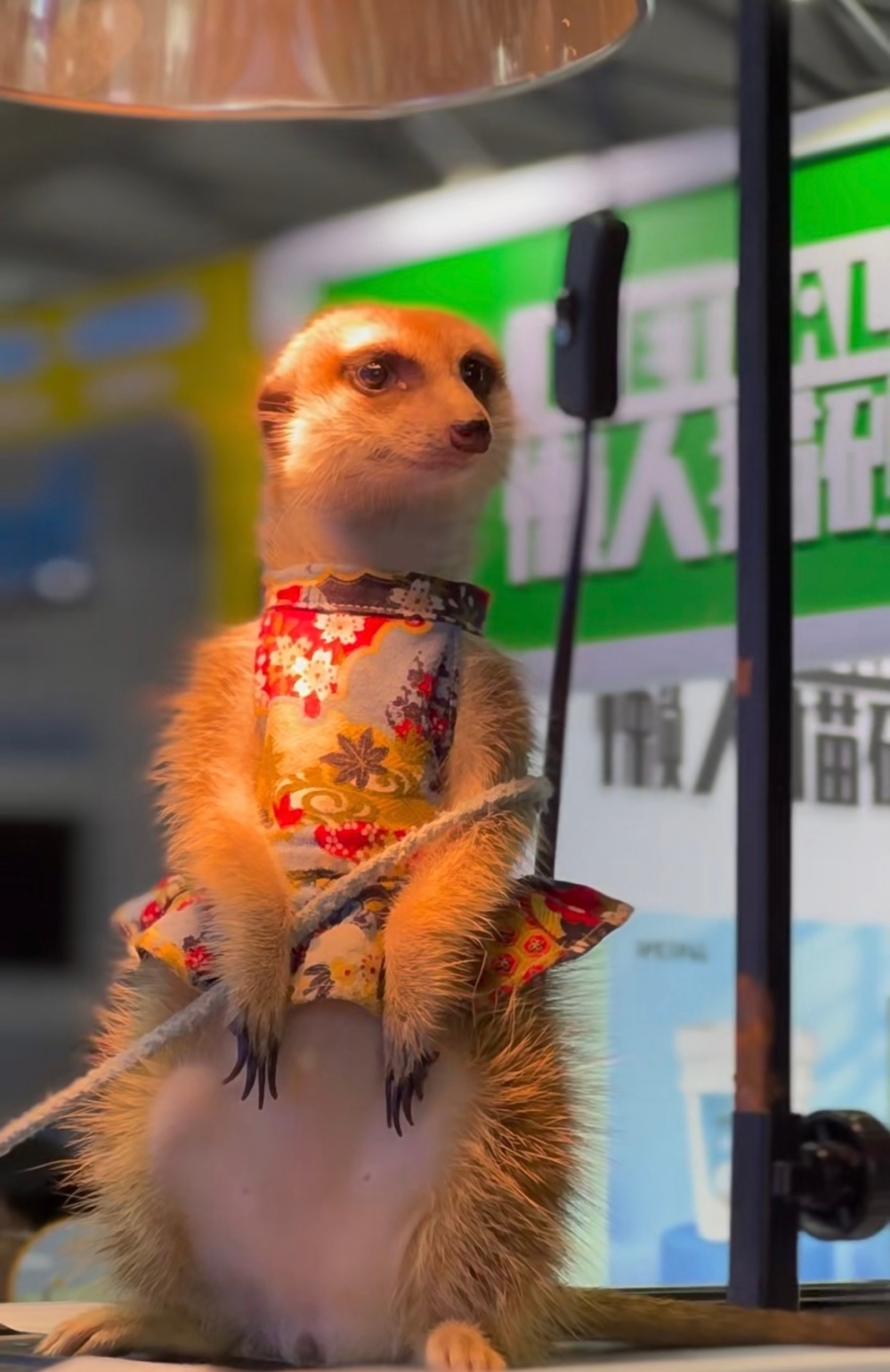 奴才：確實很自信