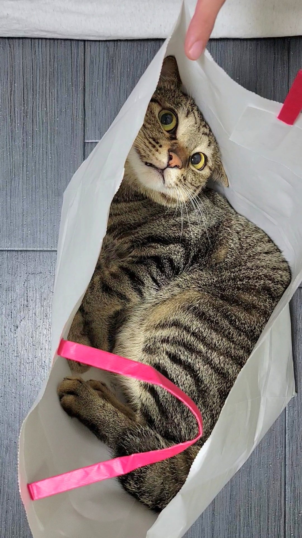 奴才：還是這樣可愛一點