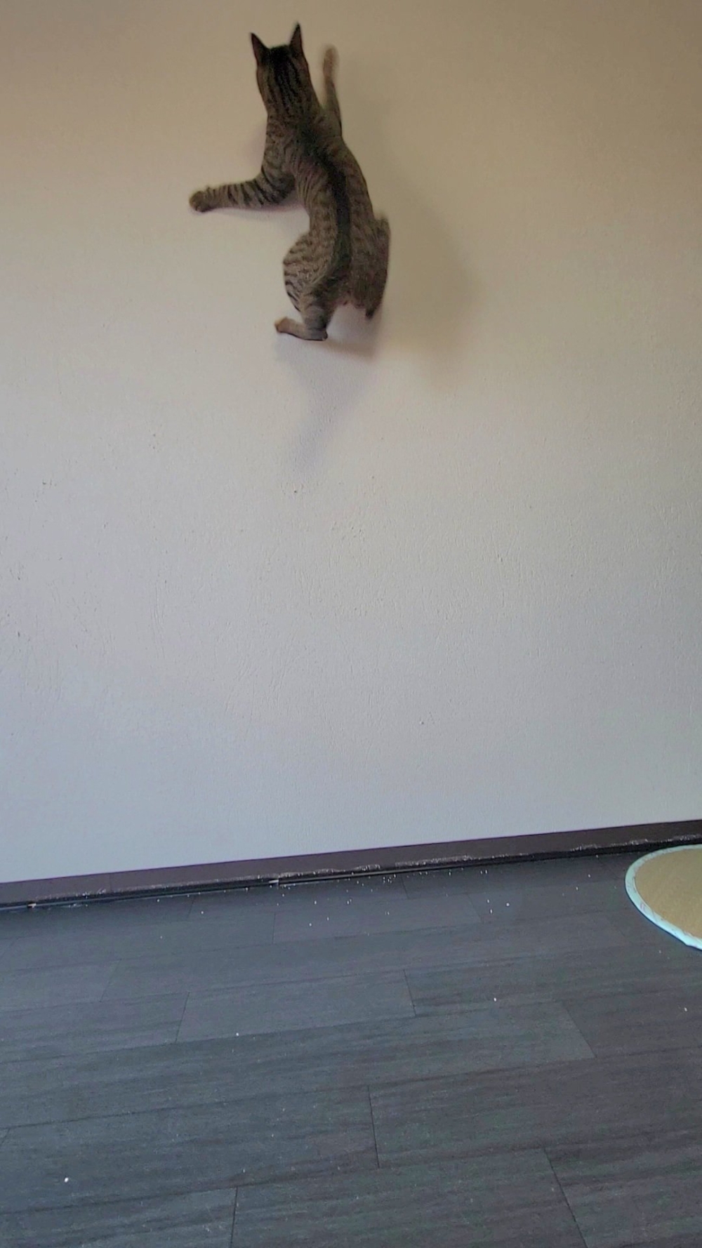 奴才：真有實踐能力