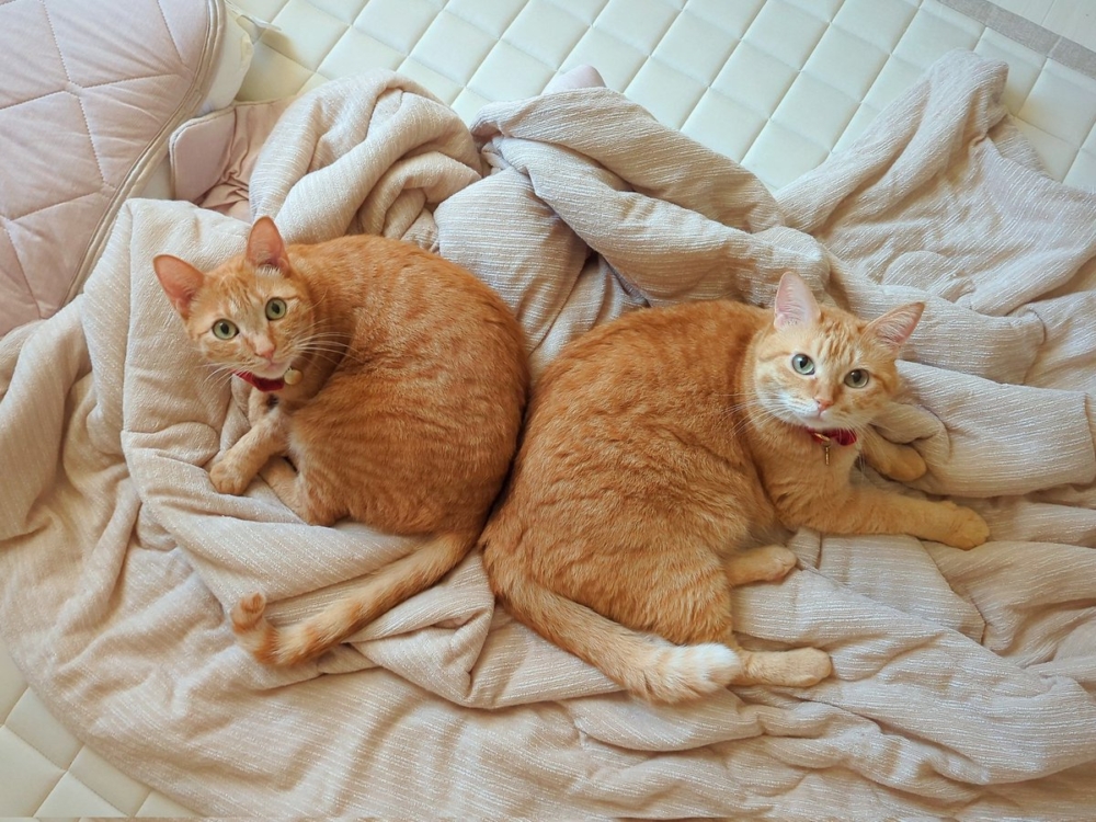 奴才：也對啦！