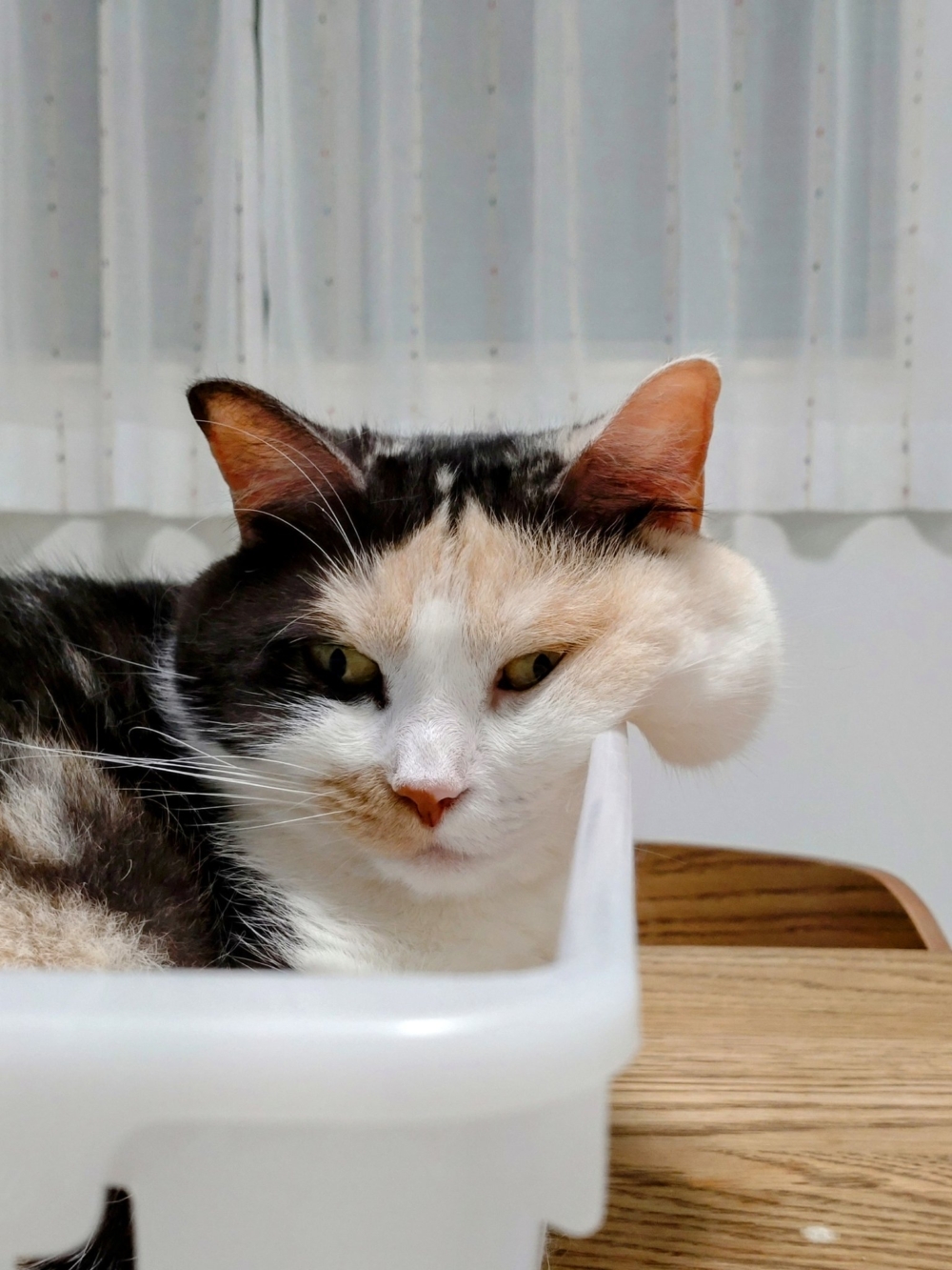 奴才：給我擼一擼嘛