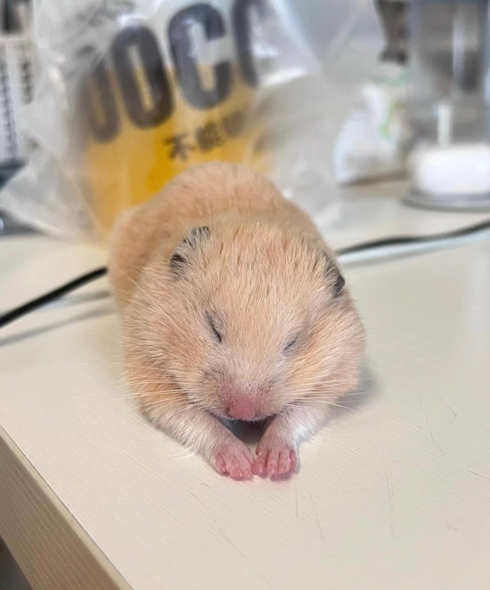 奴才：好傲嬌喔～