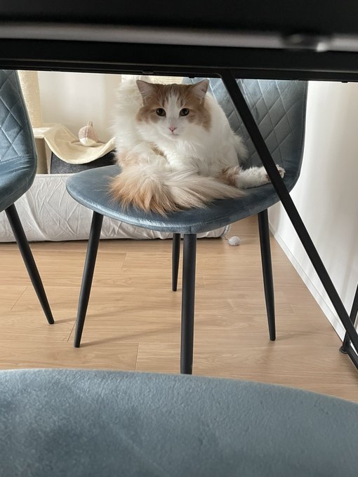 奴才：哼！我還是認輸吧