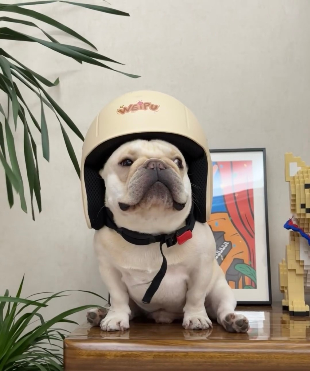 奴才：你不喜歡嗎？