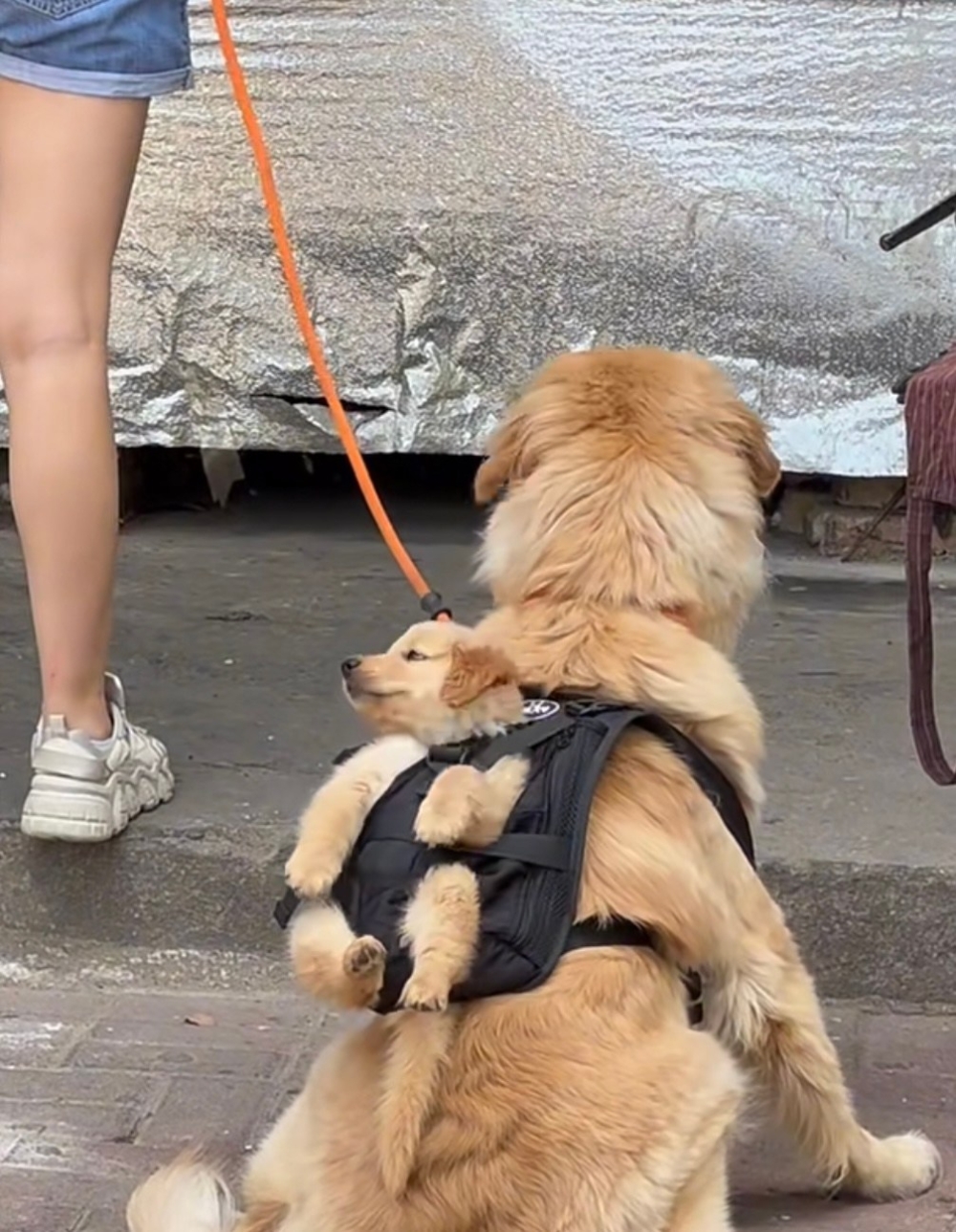 奴才：看來你的教育還不錯喔