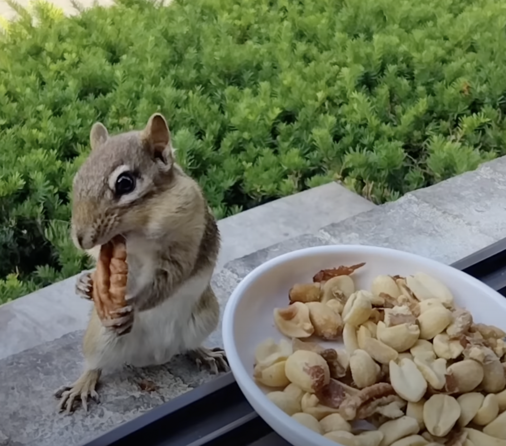 奴才：你餓了就先吃吧