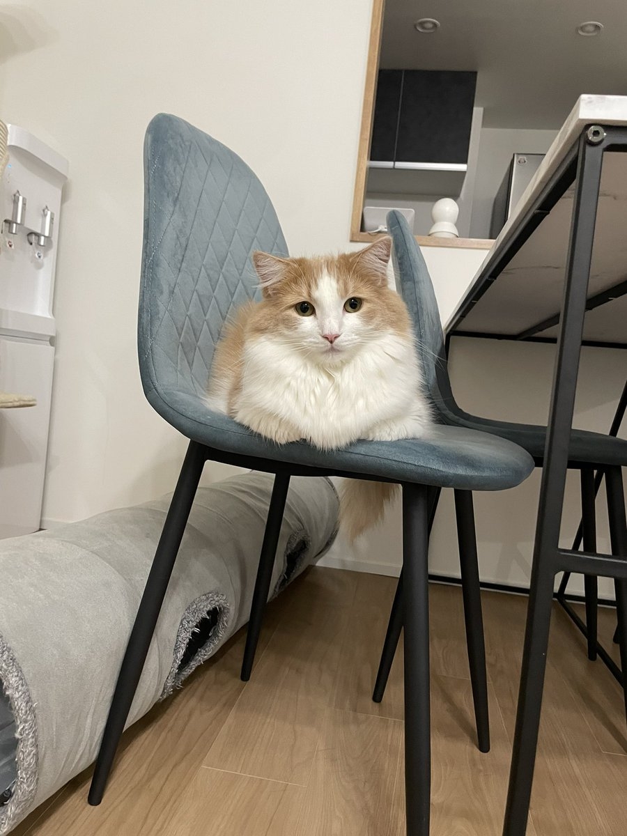 奴才：比不過你啦