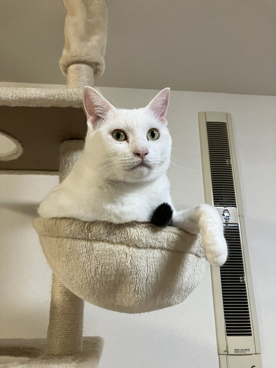 奴才：好啦！你有粉絲你贏了