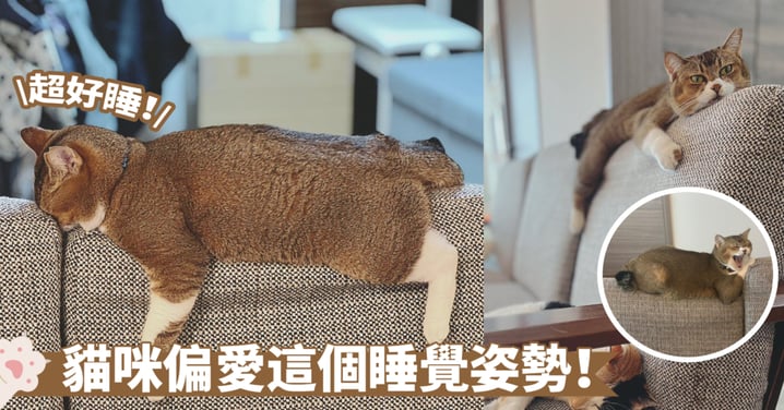 呼吸還順暢嗎？捂臉趴睡的姿勢是貓咪的習慣啦～這款沙發配件真獨特啊！
