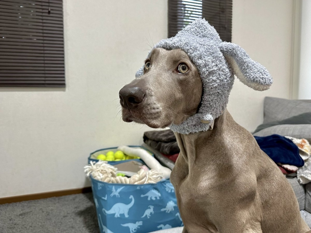 奴才：這樣是不是有好一點啦