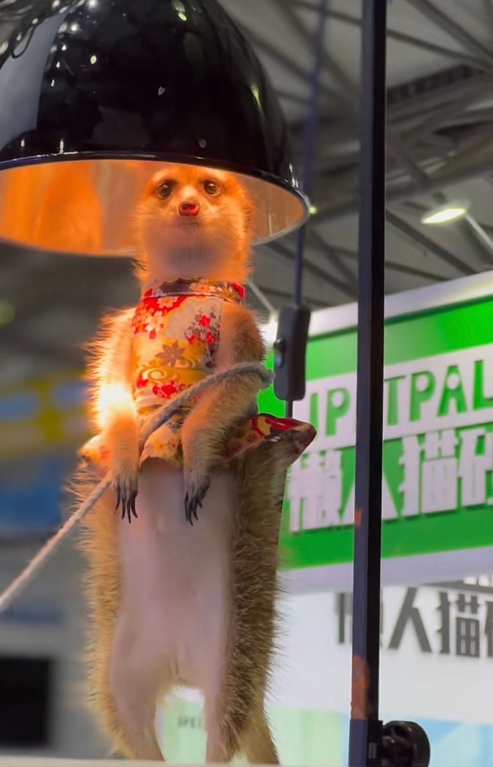 奴才：確實，大家都很喜歡你啦