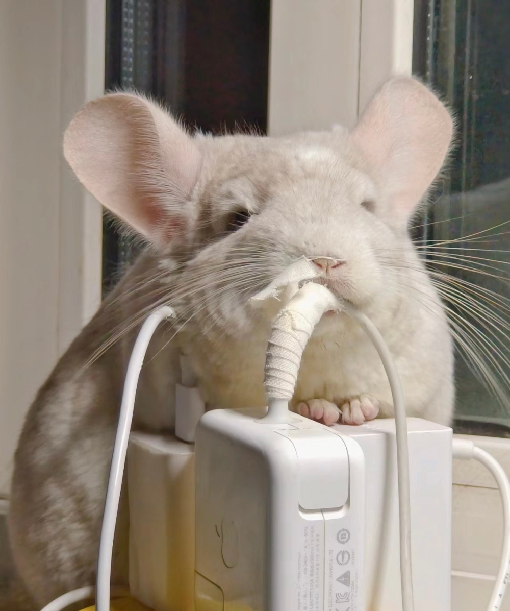 奴才：你敢咬一口試試