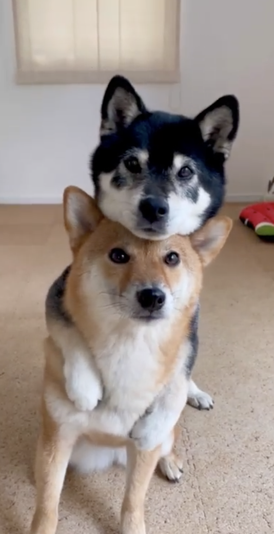 奴才：好有衝擊力的愛～