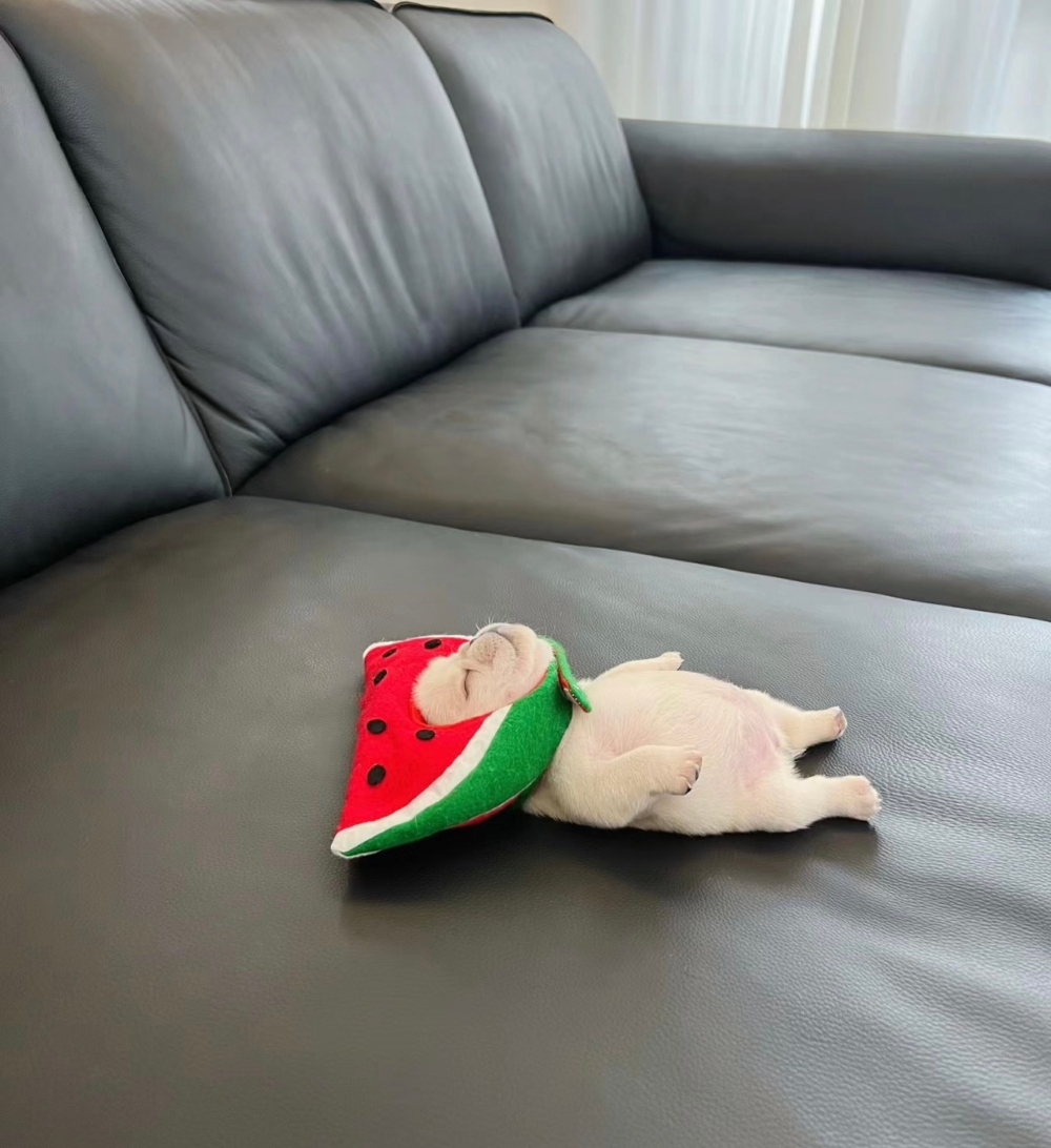 奴才：沒事，這都公認了啦