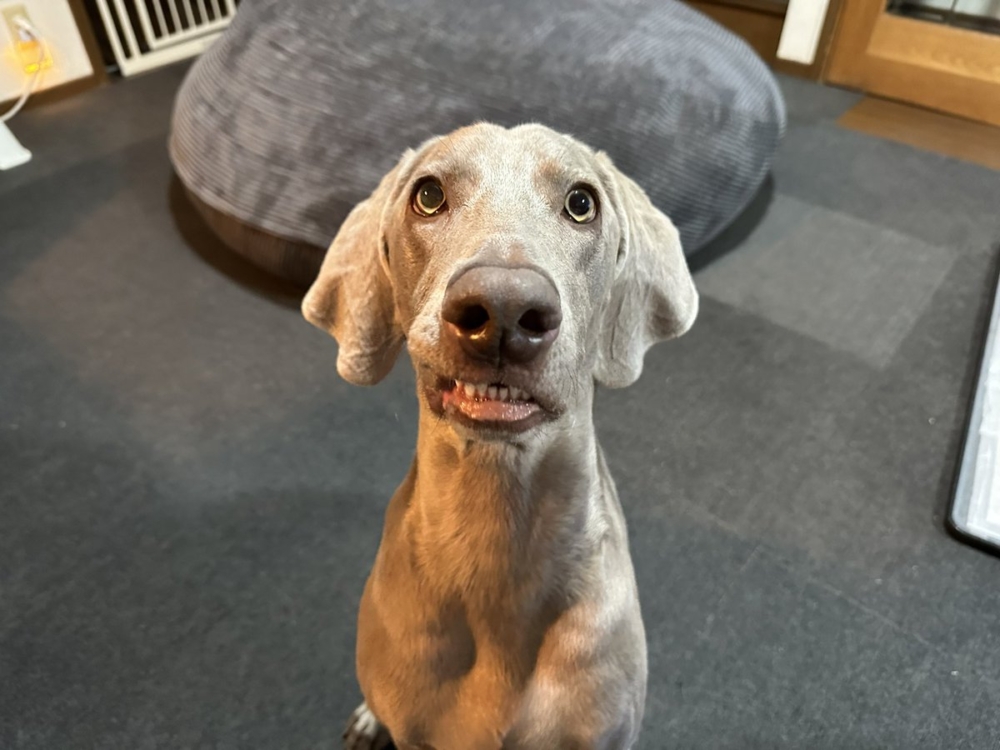 奴才：你好肉麻啊！