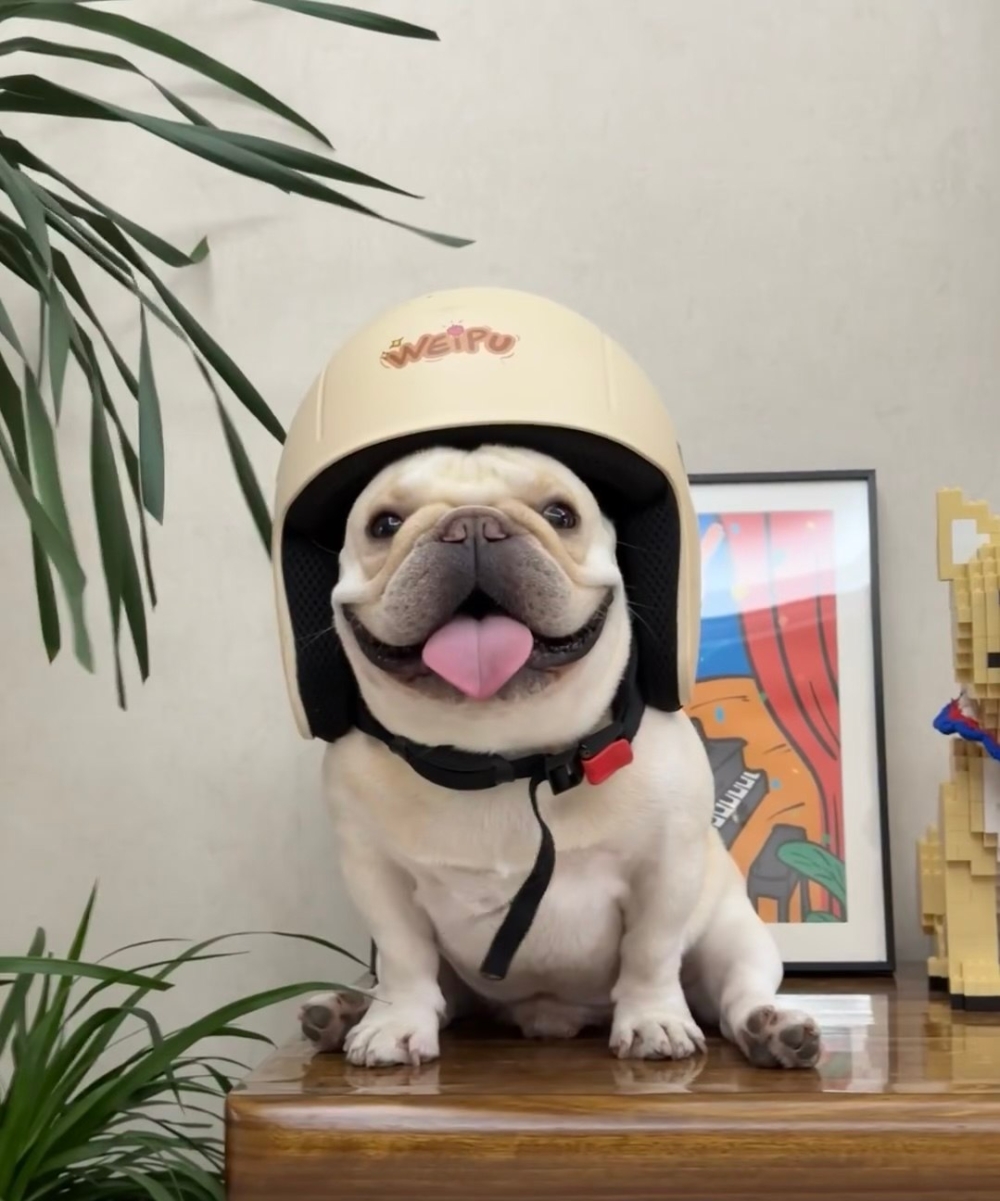 奴才：沒想到你的頭那麼大喔