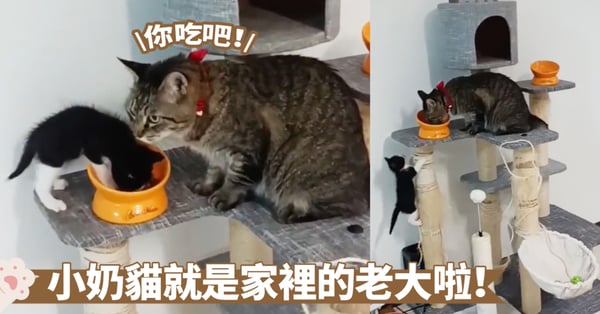 過於理所當然了吧!小奶貓公然搶食,毫無畏懼~喵:忍住,牠還小不能揍