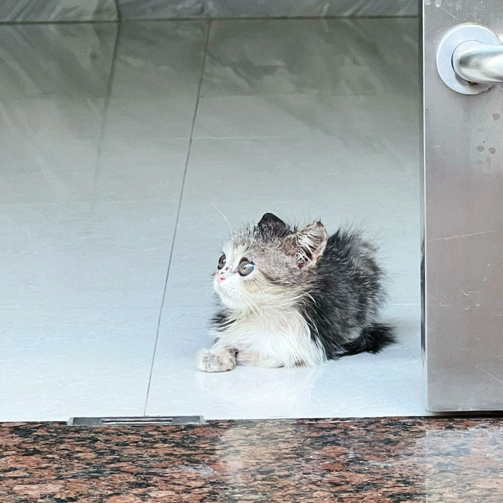 奴才：看來你很獨特喔