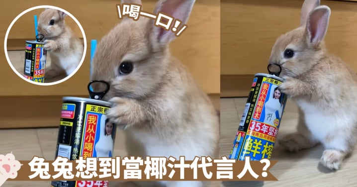 宣傳大使出現啦！兔兔喝到大的椰汁絕對正宗啦～ 兔：哎呀！怎麼倒了