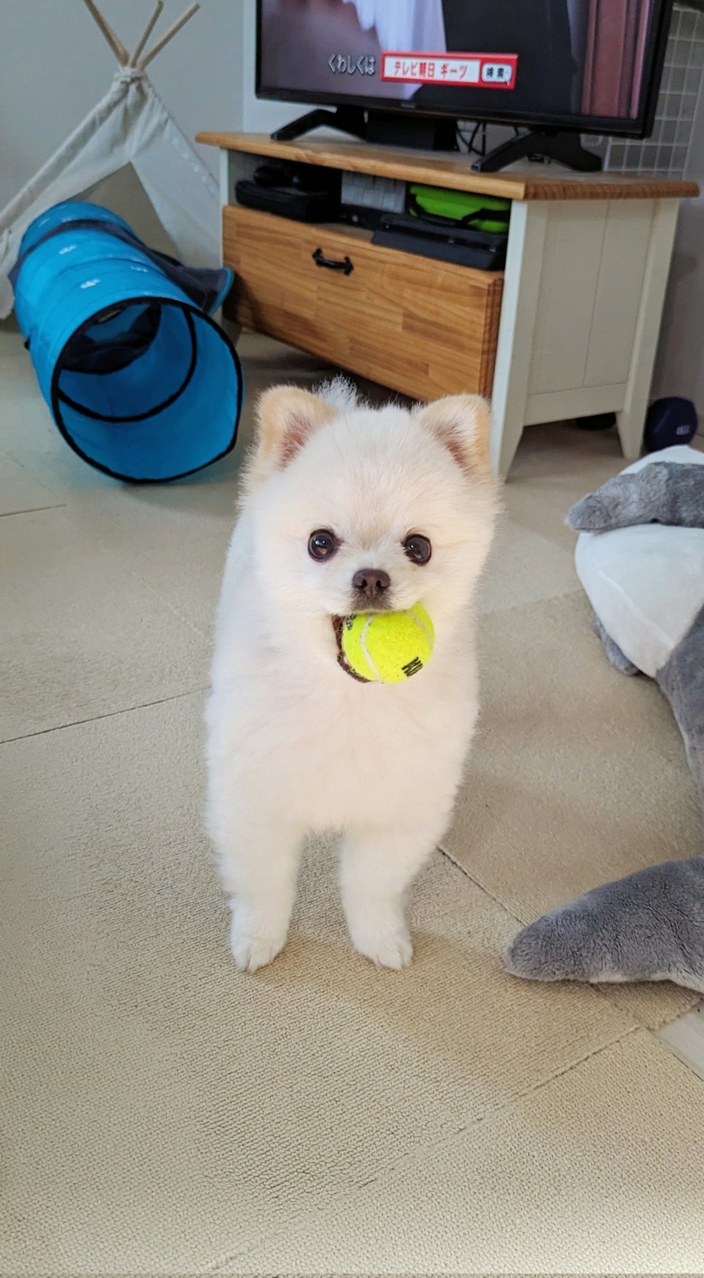 奴才：當然可以啊～