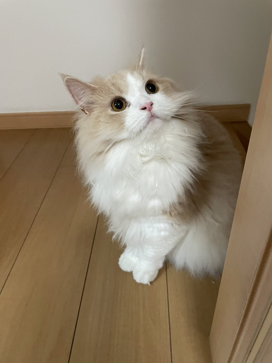 奴才：今天還算聽話喔