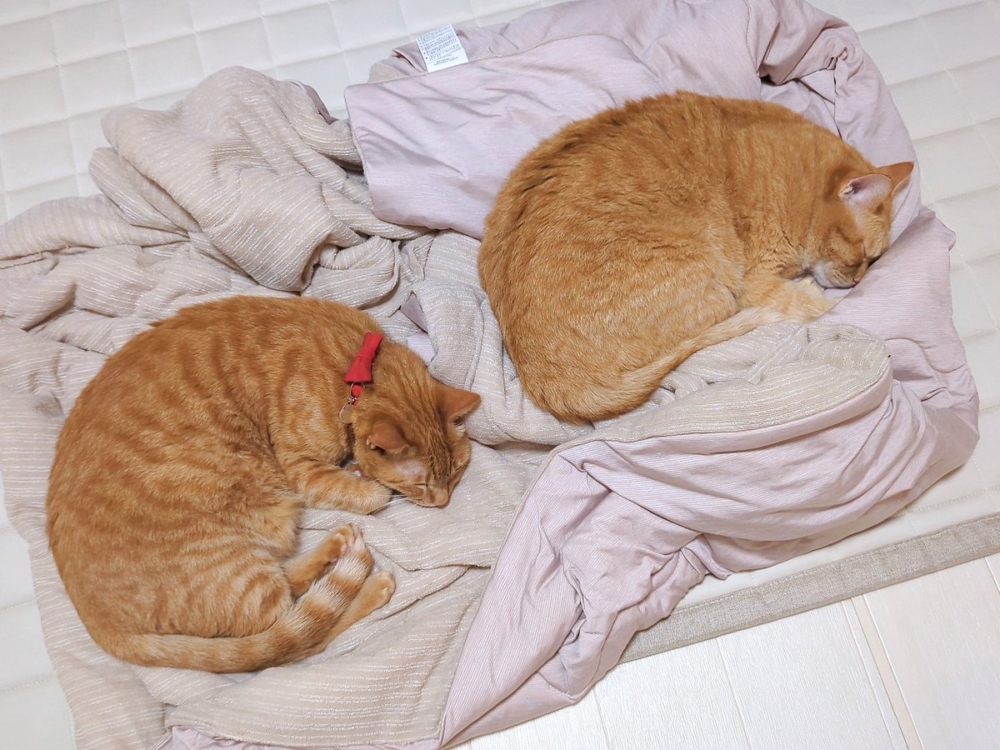 奴才：挺好的啊～