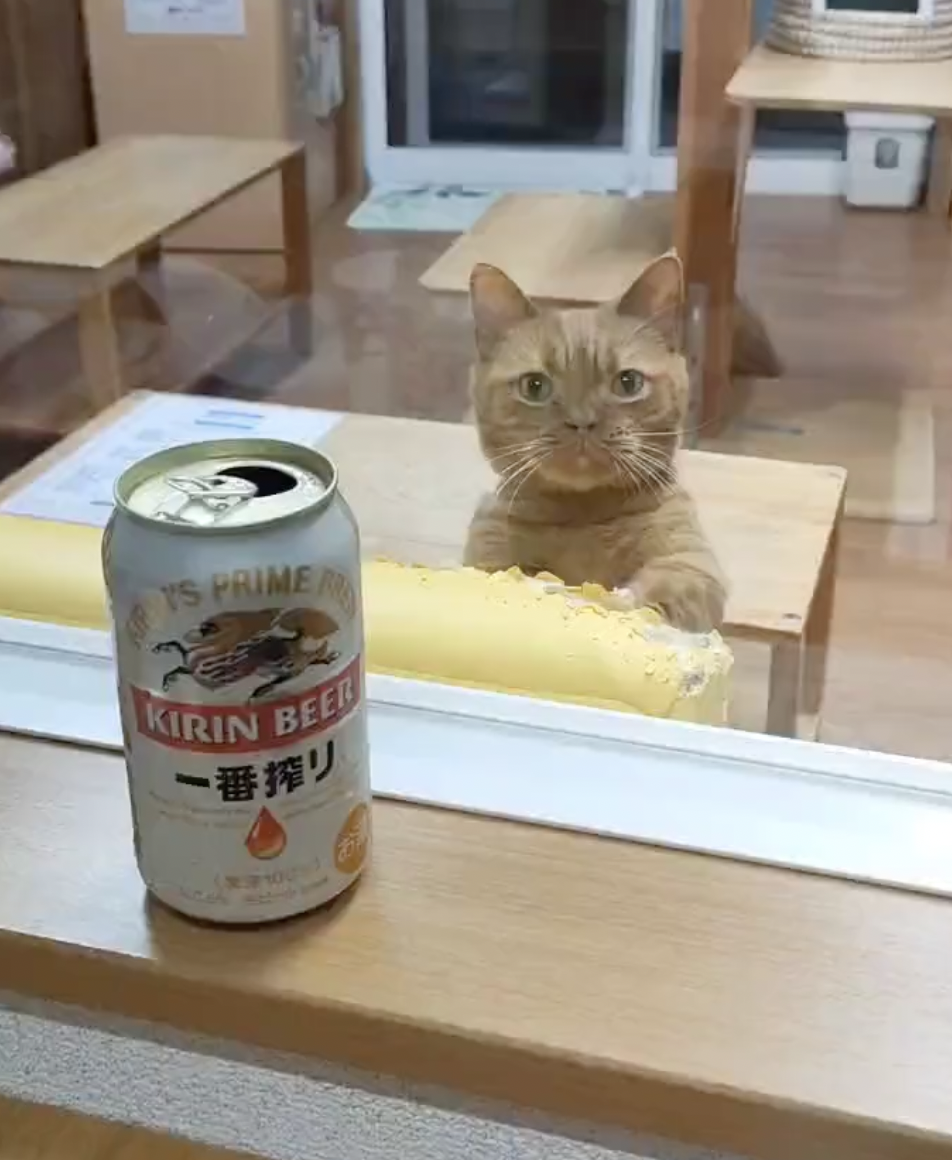 奴才：我也沒有躲著你啦