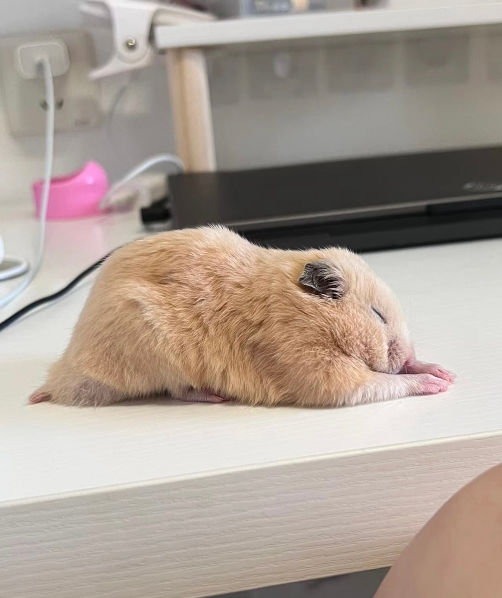 奴才：你的動作好標準喔