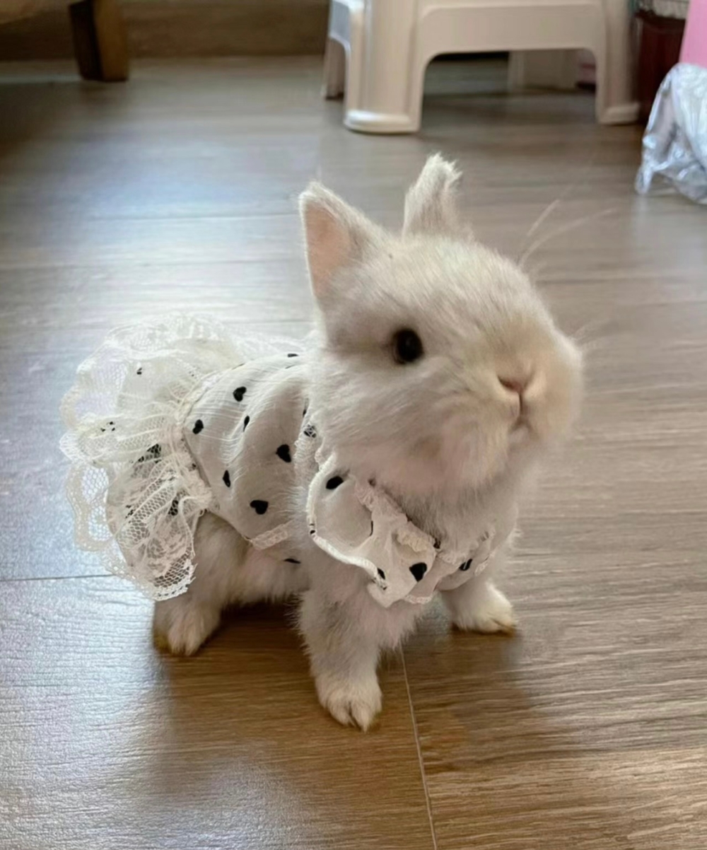 奴才：那以後多給你準備呀