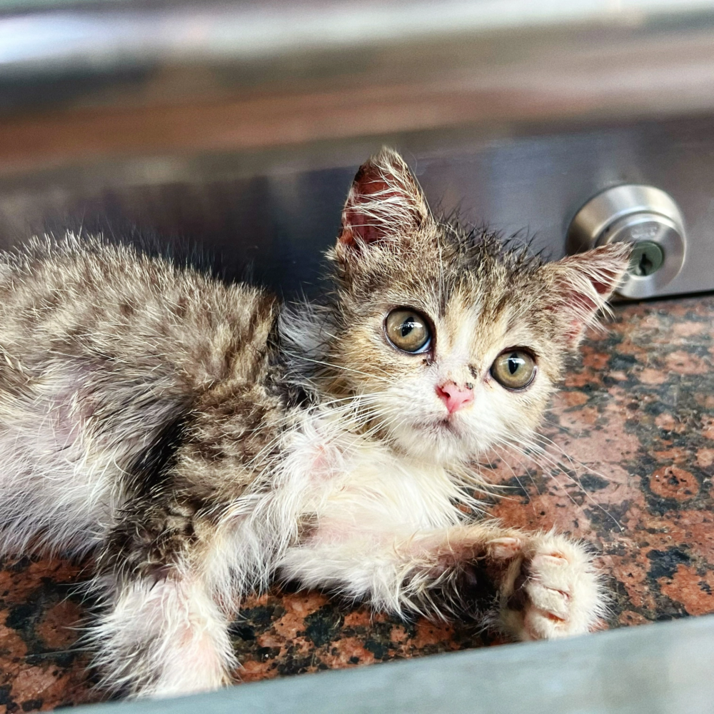 奴才：我會幫你找個好人家噠！