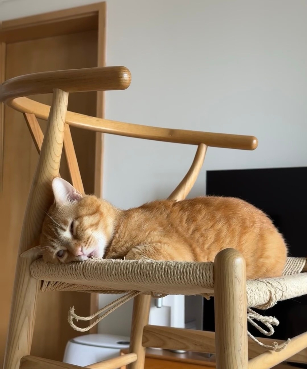 奴才：這樣很可愛啊