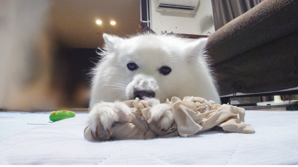 奴才:沒要你的啦