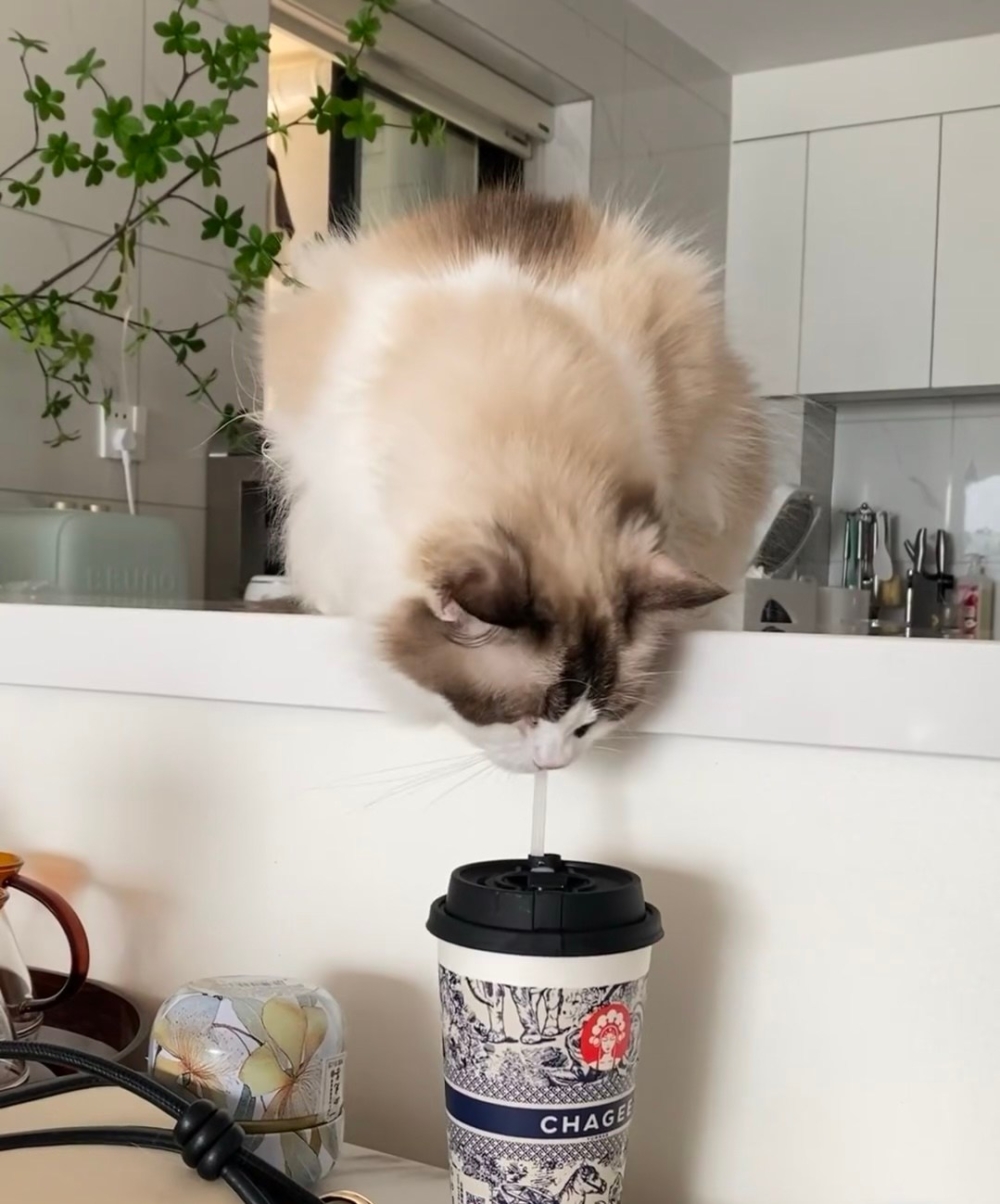 奴才：你看不見我還在這裡嗎？