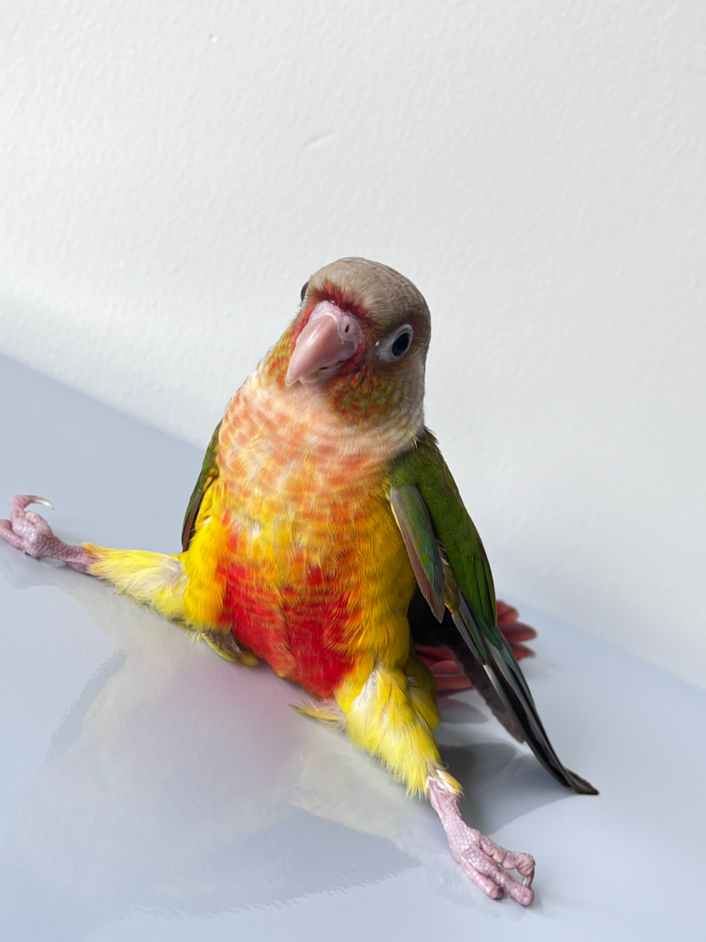 奴才：還真慚愧，沒有欸