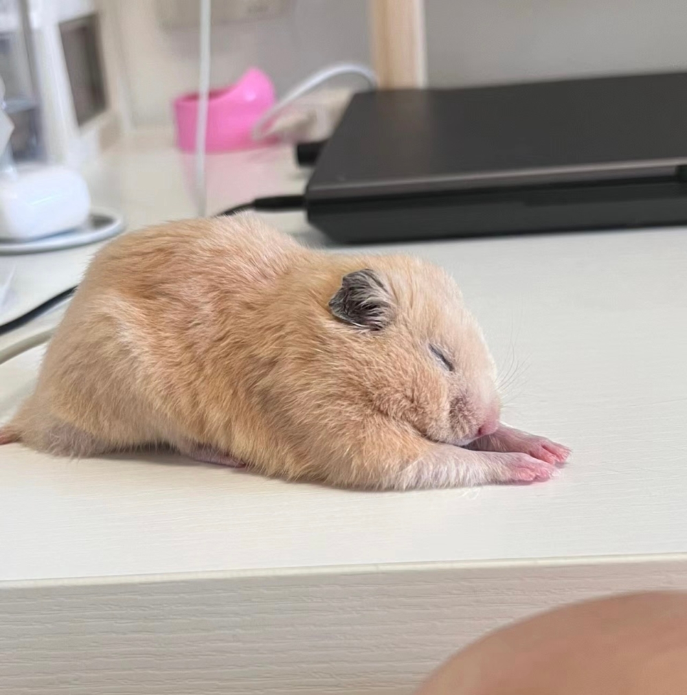 奴才：好好好！你最棒了