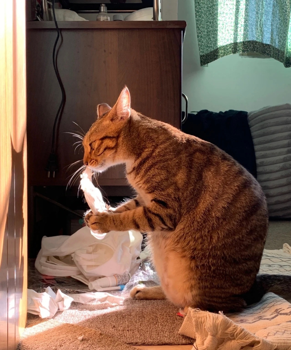 奴才：你自己在幹嘛還要裝傻嗎？