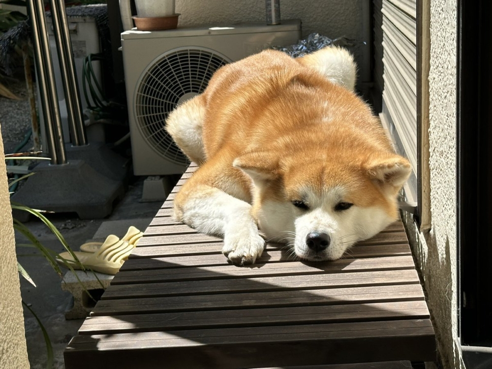 奴才：趕快動身吧