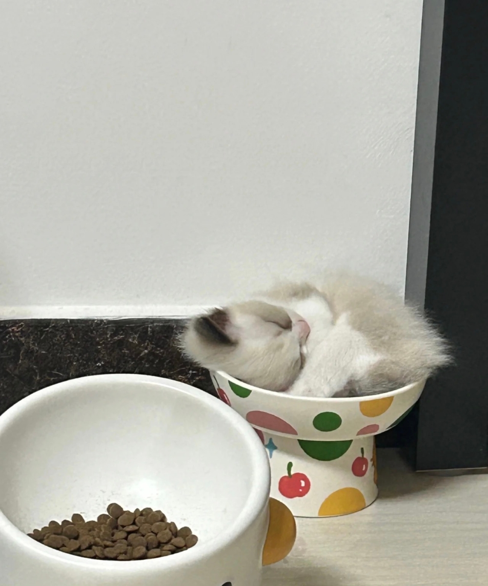 奴才：小心變大胖子