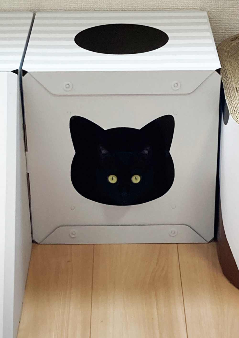 奴才：差點就看不見你了