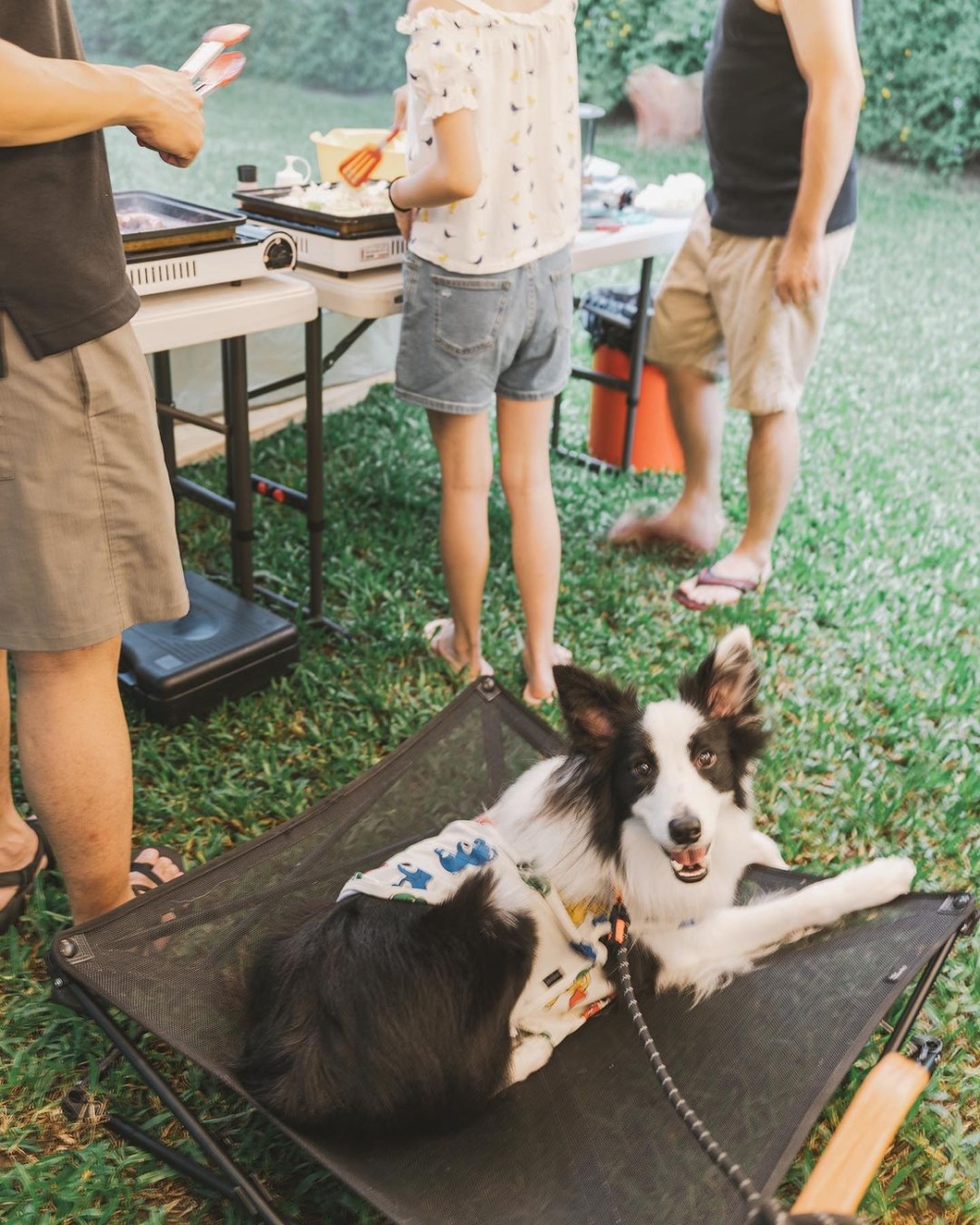 黃金梯田露營地