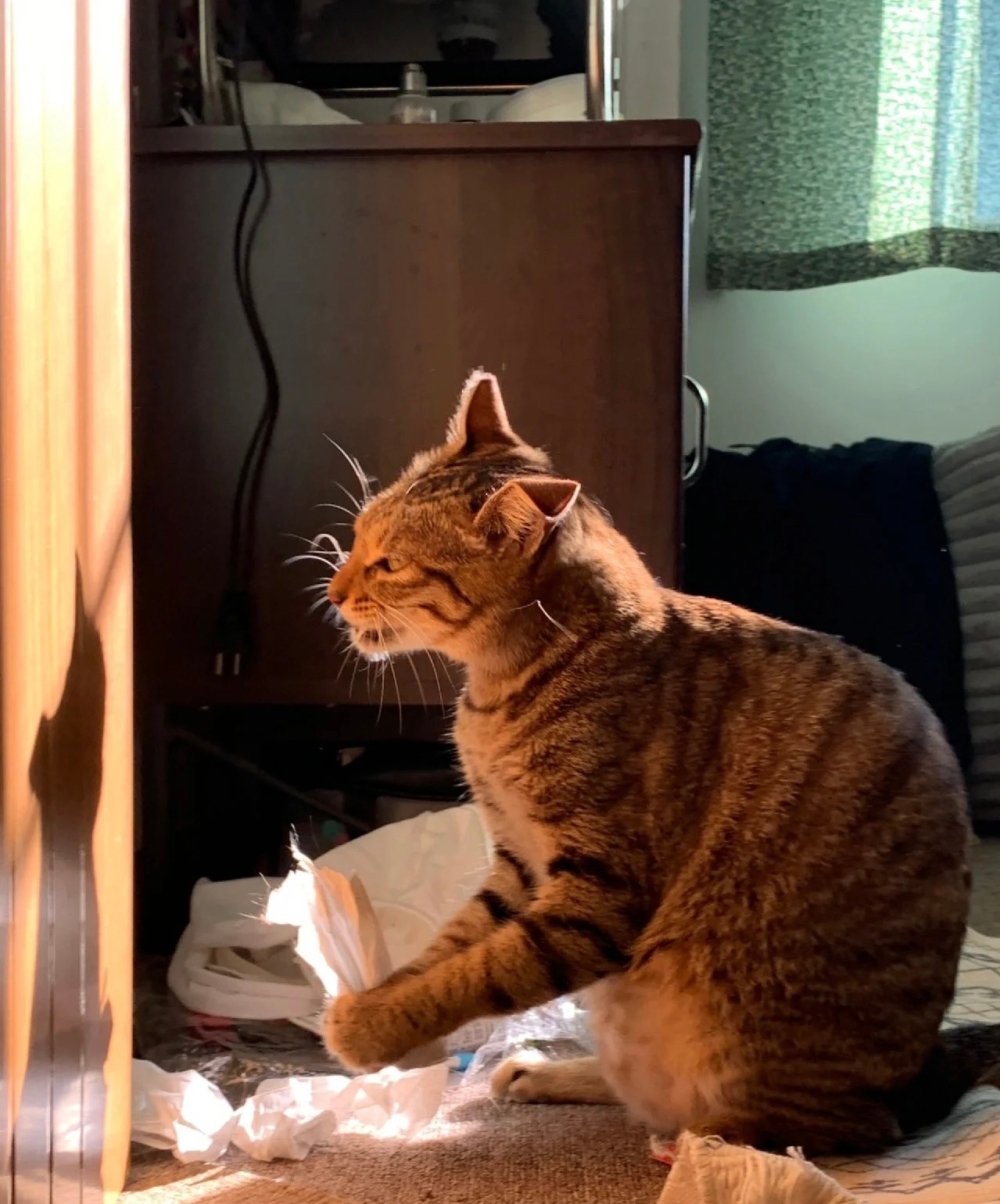 奴才：你存心要氣我是不是啊